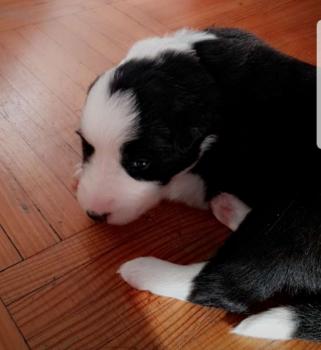 Poppie, Border Collie