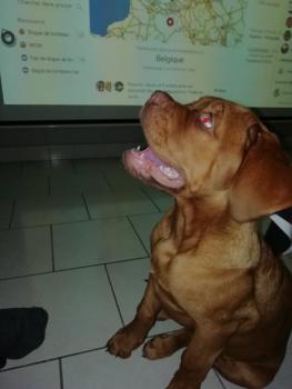 pumba, Dogo De Burdeos