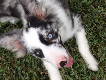 Percy, Border Collie