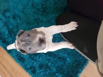 Maverick, Shar Pei