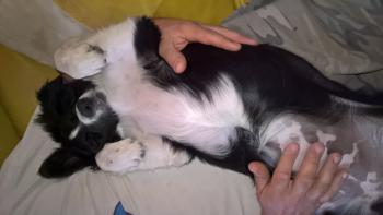 Oasis, Border Collie