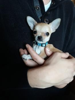 Poppy, Chihuahua