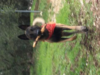 Django, Malinois