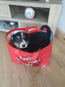 Ned, Border Collie