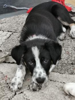 Polly, Border Collie