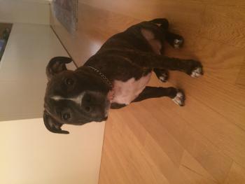 homer, Staffordshire Bullterrier
