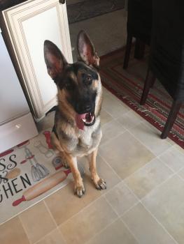 Nova, Perro Pastor Alemán