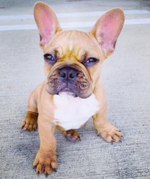 De Luca, Bulldog Francés