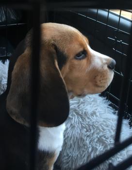 Pluto, Beagle