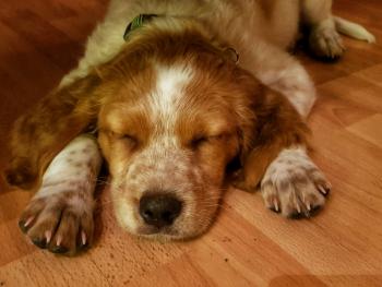 Harvard, Brittany Spaniel 