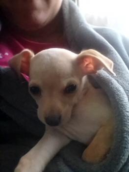 Perle, Chihuahua