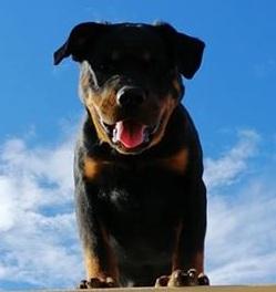 Ramos, Rottweiler