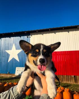 Milo, Corgi Galés De Pembroke