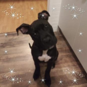Layla Dee, Staffordshire Bull Terrier