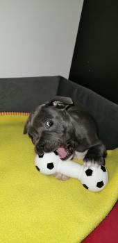 Kayzer, Staffordshire Bullterrier