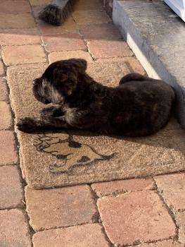 Blue, Cane Corso