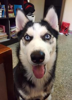 Jasper, Husky Siberiano