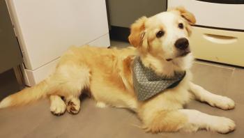 Pippin, Pastor Australiano
