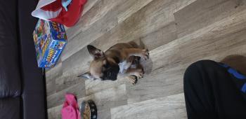 Tank, Bouledogue Français