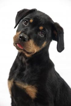 Sable, Rottweiler