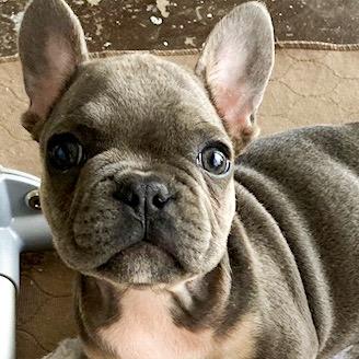 Rambo, Bulldog Francés