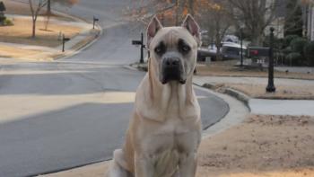 Simba, Cane Corso