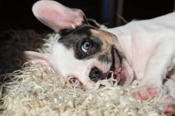 LOLA, Bulldog Francés