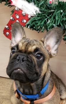 Stitch, Bouledogue Français