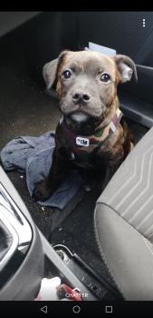 Ghost, Staffordshire Bull Terrier