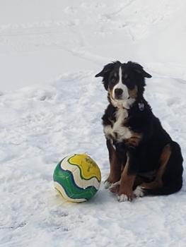 Nala, Boyero De Berna
