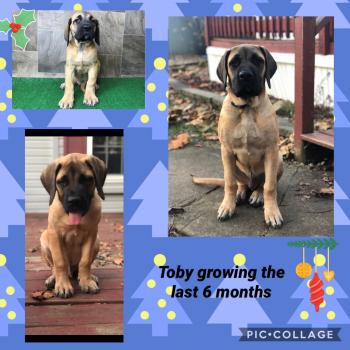 Toby, English Dogge