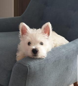 Rufus, West highland white terrier