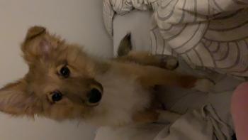 Polly, Pastor De Shetland