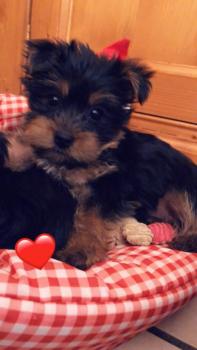 Yorki, Yorkshire Terrier