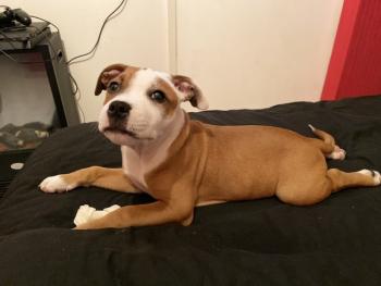 Pongo, Staffordshire Bull Terrier