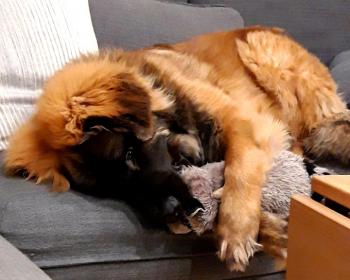 Peter, Leonberg