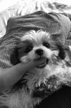 Shirou, Shih Tzu