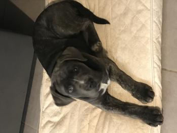 Peeta, Cane Corso