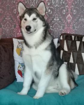 Nova, Malamute De Alaska