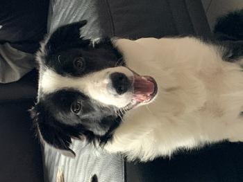 Lisa, Border Collie