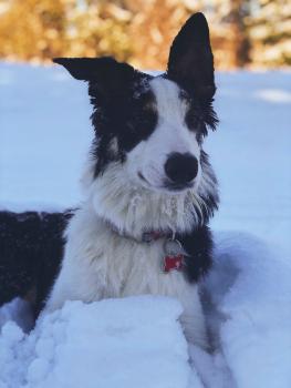 Slick, Border Collie