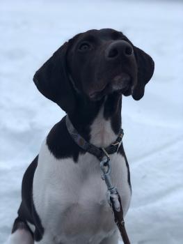 Quill, Braco Alemán De Pelo Corto