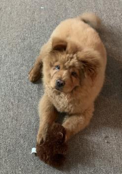 Simba, Chow Chow