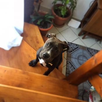 Ottis, American Staff