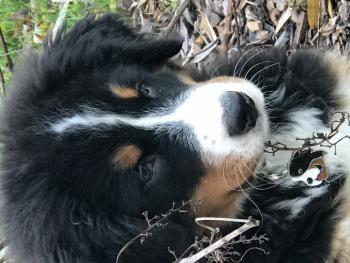 Merlin, Boyero De Berna