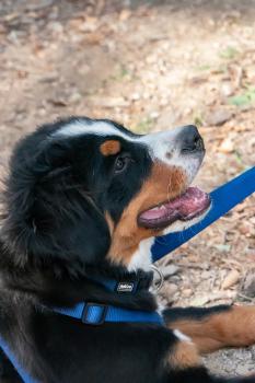 Pongo, Boyero De Berna