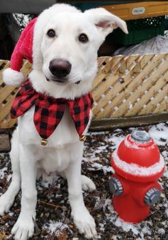Sir Nitro Kodiak, Berger Blanc Suisse