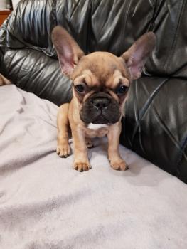 Perle, Bulldog Francés