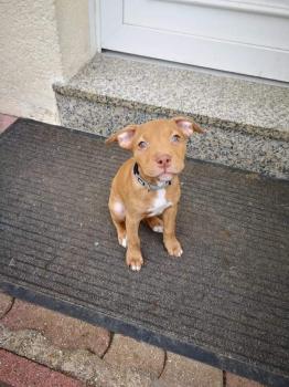 Tia, Staffordshire Bull Terrier