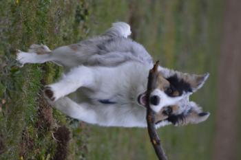 Phénix, Australian Shepherd Dog